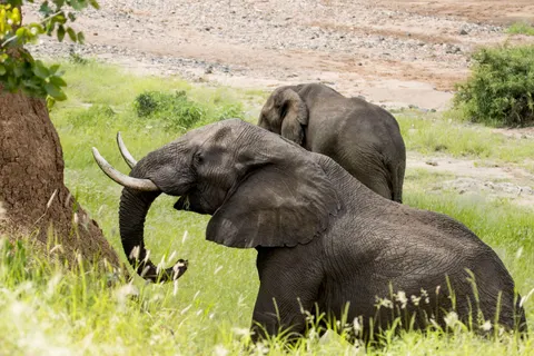 والپیپر فیل با کیفیت 4K · animals · 3840×2560
