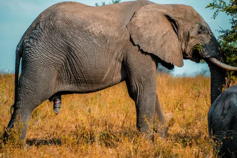 والپیپر فیل با کیفیت 4K · animals · 3840×2560