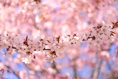 櫻花 4K桌布 · nature · 3840×2561