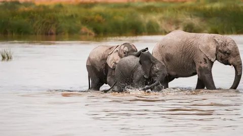 Olifant 4K-achtergrond · animals · 3840×2159