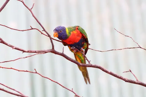 Fond d'écran Oiseau tropical 4K · animals · 3840×2560