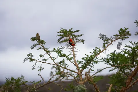 Fond d'écran Oiseau tropical 4K · animals · 3840×2561