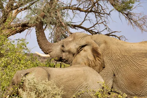والپیپر فیل با کیفیت 4K · animals · 3840×2560
