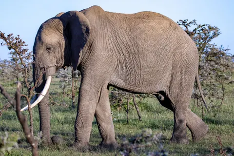 Olifant 4K-achtergrond · animals · 3840×2560