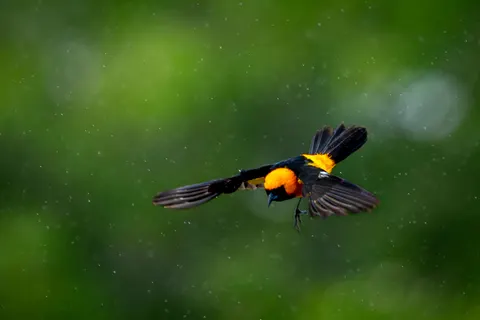 热带鸟 4K壁纸 · animals · 3840×2560