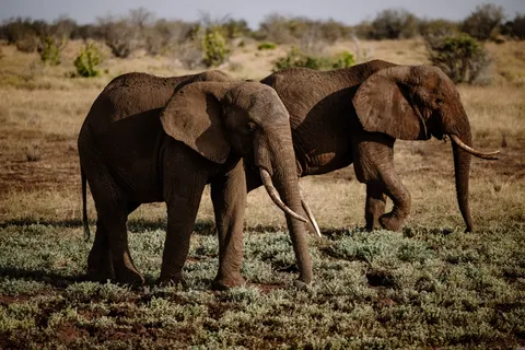 والپیپر فیل با کیفیت 4K · animals · 3840×2561
