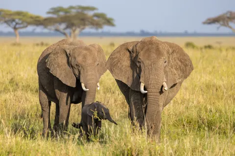 والپیپر فیل با کیفیت 4K · animals · 3840×2561