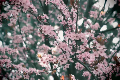 Cherry Blossom 4K Wallpaper · nature · 3840×2560