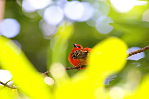 Обои Тропическая птица 4K · animals · 3840×2565