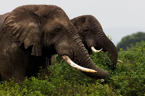 والپیپر فیل با کیفیت 4K · animals · 3840×2560