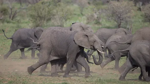 والپیپر فیل با کیفیت 4K · animals · 3840×2160
