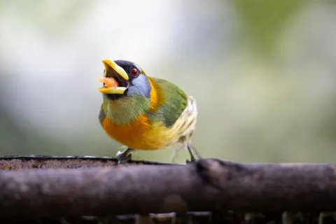 Fond d'écran Oiseau tropical 4K · animals · 3840×2560