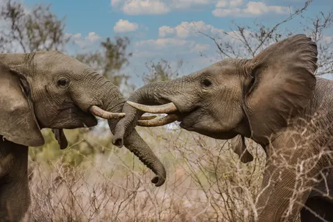 والپیپر فیل با کیفیت 4K · animals · 3840×2563