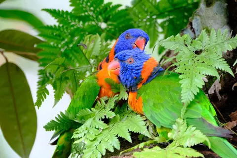 خلفية طائر استوائي بدقة 4K · animals · 3840×2560