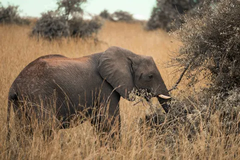 والپیپر فیل با کیفیت 4K · animals · 3840×2560