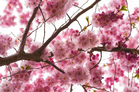 櫻花 4K桌布 · nature · 3840×2560