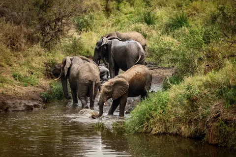 والپیپر فیل با کیفیت 4K · animals · 3840×2560