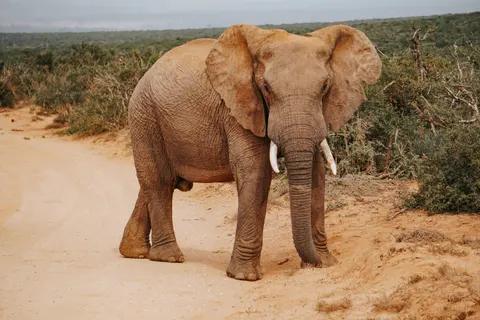 Olifant 4K-achtergrond · animals · 3840×2560
