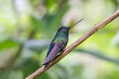 Tropischer Vogel 4K Hintergrundbild · animals · 3840×2560