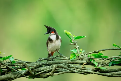 Fond d'écran Oiseau tropical 4K · animals · 3840×2560