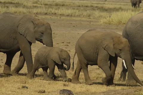 والپیپر فیل با کیفیت 4K · animals · 3840×2561