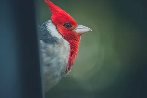 열대 새 4K 배경화면 · animals · 3840×2560