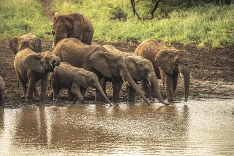 والپیپر فیل با کیفیت 4K · animals · 3840×2560