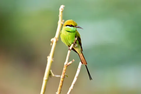 Обои Тропическая птица 4K · animals · 3840×2560