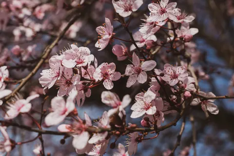 櫻花 4K桌布 · nature · 3840×2563
