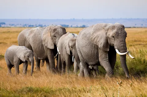 والپیپر فیل با کیفیت 4K · animals · 3840×2534