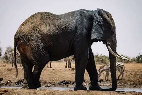 Olifant 4K-achtergrond · animals · 3840×2561