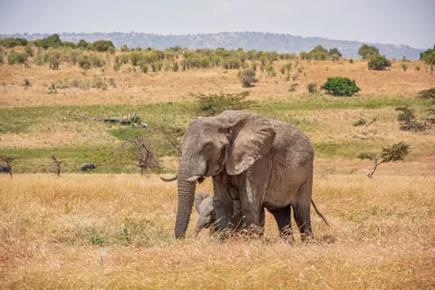 Olifant 4K-achtergrond · animals · 3840×2560