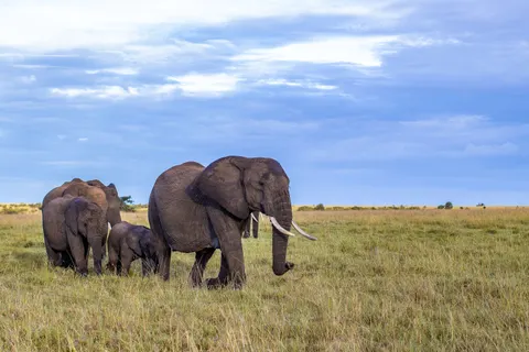 والپیپر فیل با کیفیت 4K · animals · 3840×2560