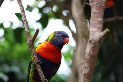 Fond d'écran Oiseau tropical 4K · animals · 3840×2560