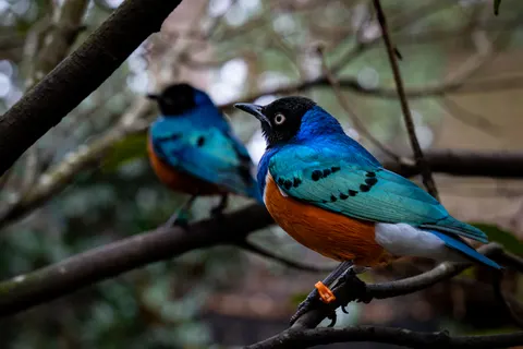 Tropical Bird 4K Wallpaper · animals · 3840×2560