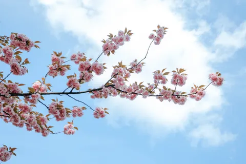 Cherry Blossom 4K Wallpaper · nature · 3840×2560