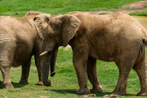 Olifant 4K-achtergrond · animals · 3840×2563