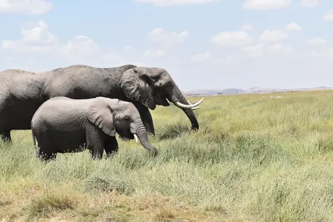 والپیپر فیل با کیفیت 4K · animals · 3840×2560