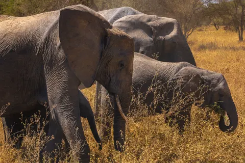 والپیپر فیل با کیفیت 4K · animals · 3840×2560