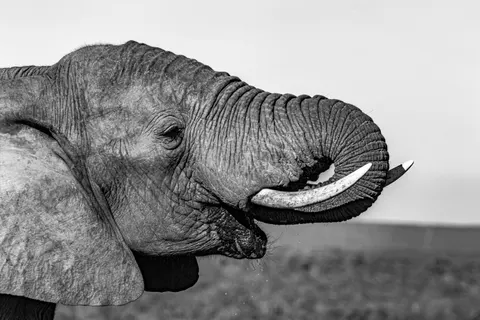 والپیپر فیل با کیفیت 4K · animals · 3840×2560
