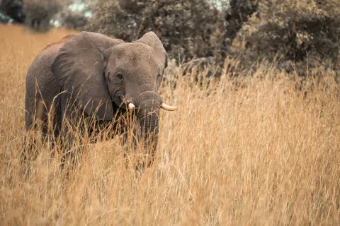 Olifant 4K-achtergrond · animals · 3840×2560