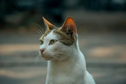 Fondo de pantalla Gato 4K · animals · 3840×2560