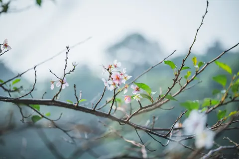 Sfondo Fiori di Ciliegio 4K · nature · 3840×2563