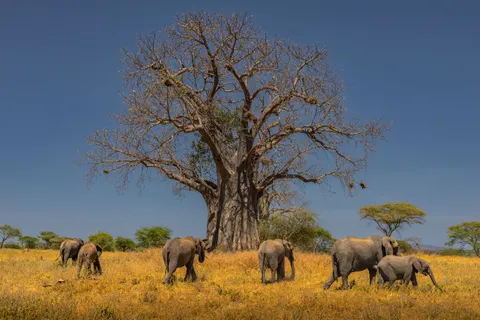 والپیپر فیل با کیفیت 4K · animals · 3840×2560