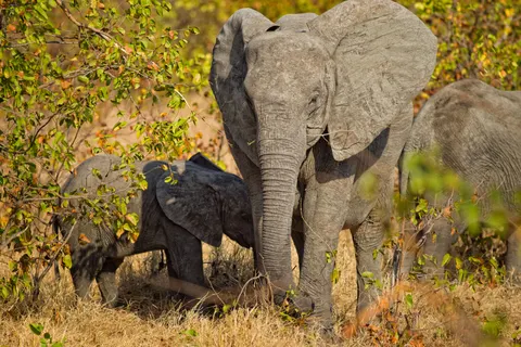 Olifant 4K-achtergrond · animals · 3840×2563