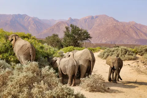والپیپر فیل با کیفیت 4K · animals · 3840×2560