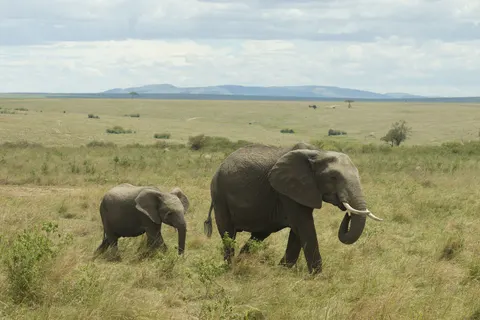 Olifant 4K-achtergrond · animals · 3840×2561
