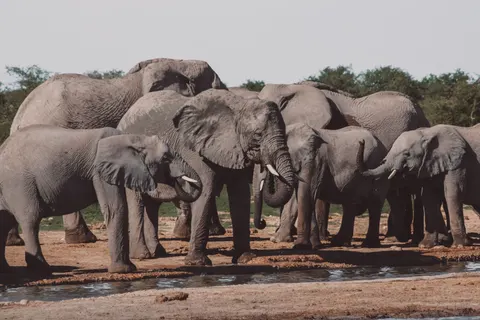 والپیپر فیل با کیفیت 4K · animals · 3840×2560