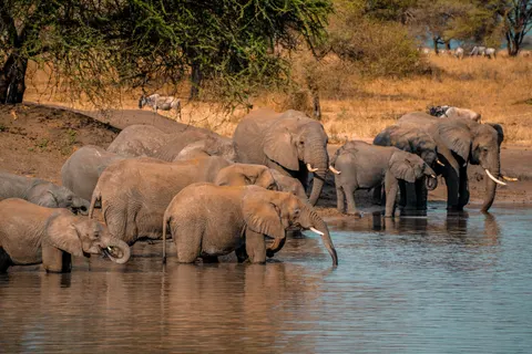 والپیپر فیل با کیفیت 4K · animals · 3840×2560