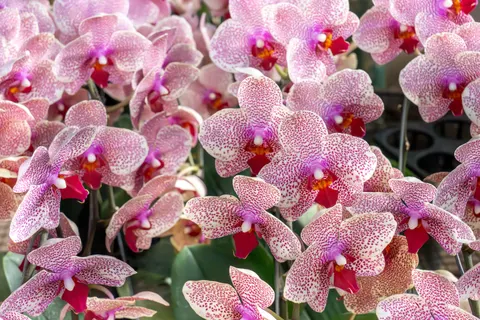 Orchid 4K Wallpaper · flowers · 3840×2560